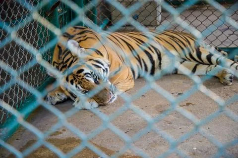 Tiger in the zoo. Stock Photos