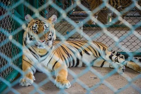 Tiger in the zoo. Stock Photos