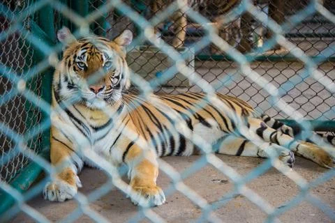 Tiger in the zoo. Stock Photos