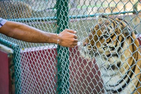 Tiger in the zoo. Stock Photos