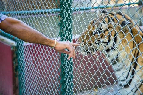Tiger in the zoo. Stock Photos