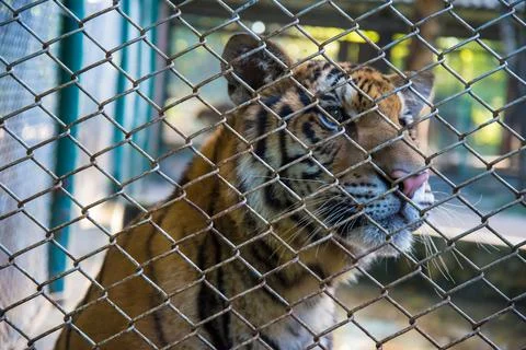 Tiger in the zoo. Stock Photos