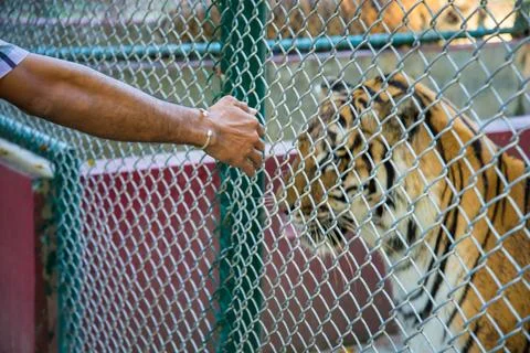 Tiger in the zoo. Stock Photos