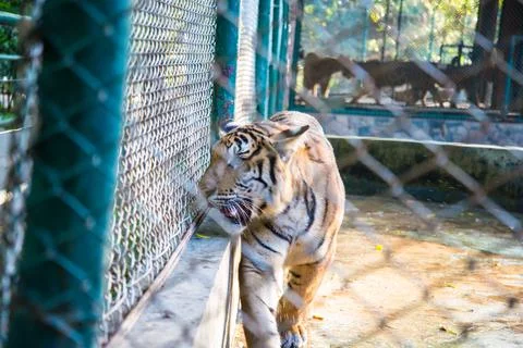 Tiger in the zoo. Stock Photos