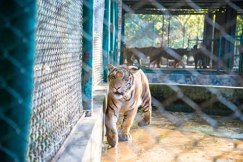 Tiger in the zoo. Stock Photos