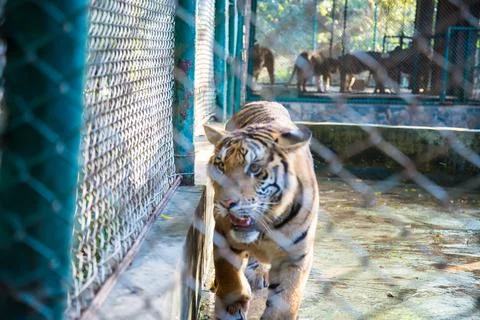 Tiger in the zoo. Stock Photos