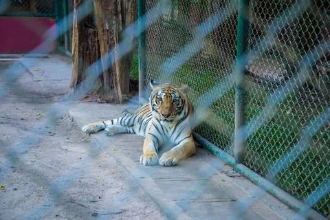 Tiger in the zoo. Stock Photos