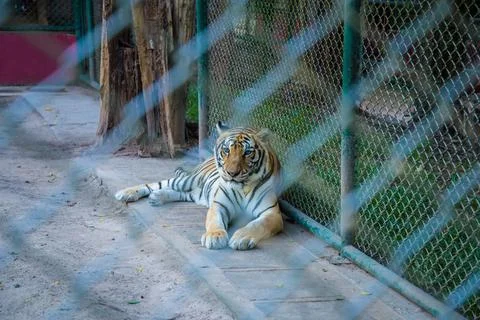 Tiger in the zoo. Stock Photos
