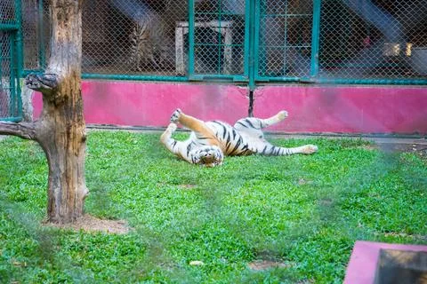 Tiger in the zoo. Stock Photos