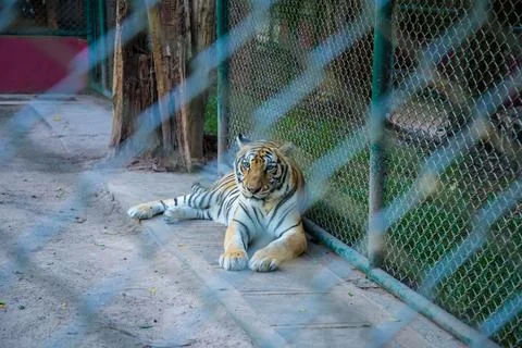 Tiger in the zoo. Stock Photos