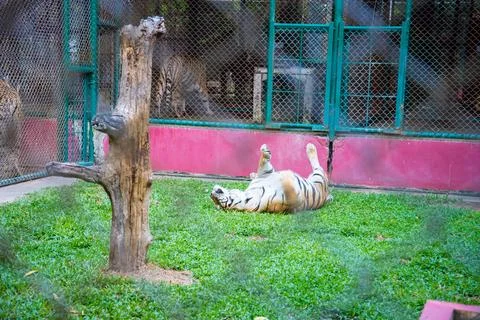 Tiger in the zoo. Stock Photos