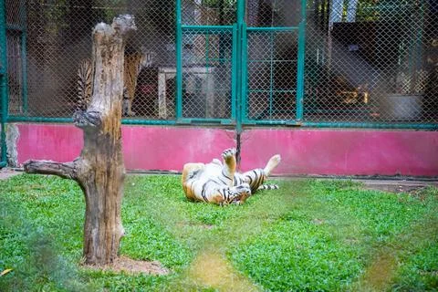 Tiger in the zoo. Stock Photos