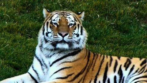 Tiger in the zoo Stock Photos