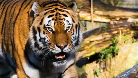 Tiger in the zoo Stock Photos