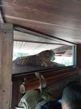 Tiger in a zoo Foto stock