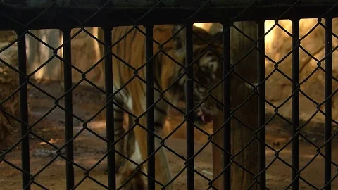 Tiger in the zoo, which is summer. Stock Footage 75833207