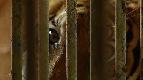 Tiger in the zoo, which is summer. Stock Footage 75834036