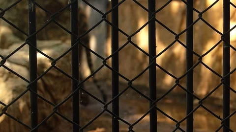 Tiger in the zoo, which is summer. Stock Footage 75834240