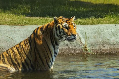 Tiger in a zoologic park Stock Photos