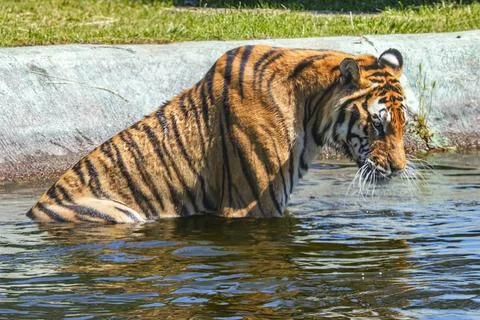 Tiger in a zoologic park Stock Photos