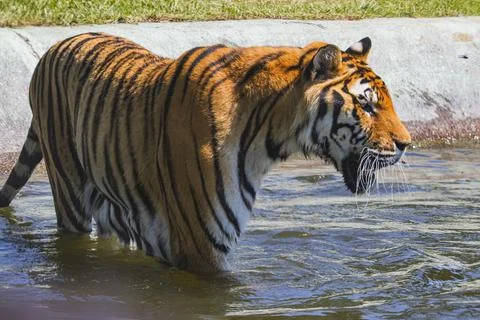 Tiger in a zoologic park Stock Photos
