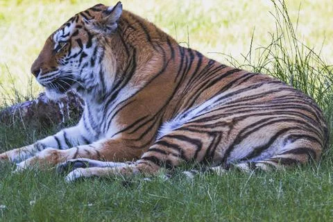 Tiger in a zoologic park Stock Photos