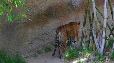 Tiger1 Stock Footage 10882694