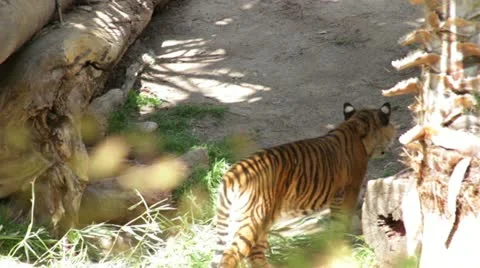 Tiger2 Stock Footage 10882342