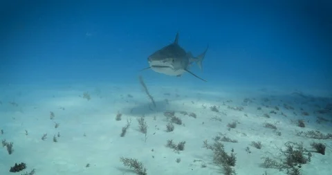 Tiger2 库存影片 129537492