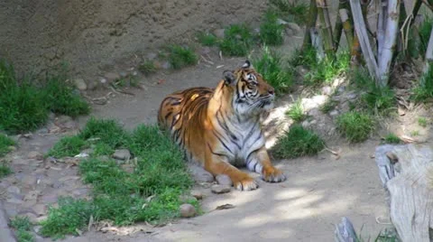 Tiger3 Stock Footage 10882923