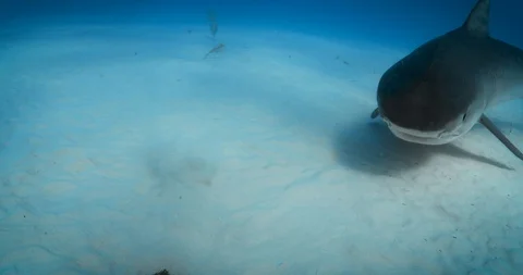 Tiger3 库存影片 129537657