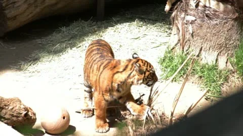 Tiger4 Stock Footage 10882371