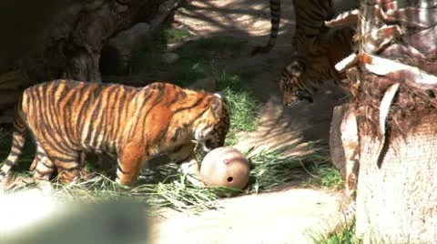 Tiger5 Stock Footage 10881353