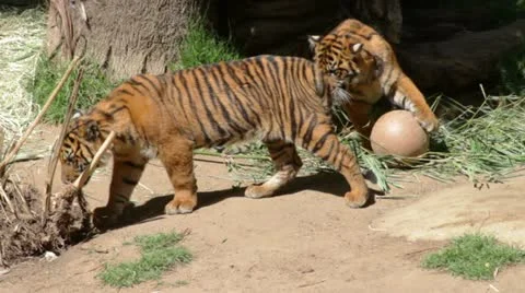 Tiger6 Video stock 10881326