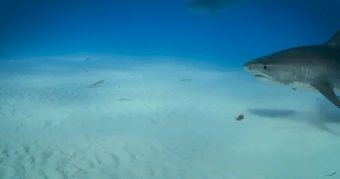 Tiger6 库存影片 129537740