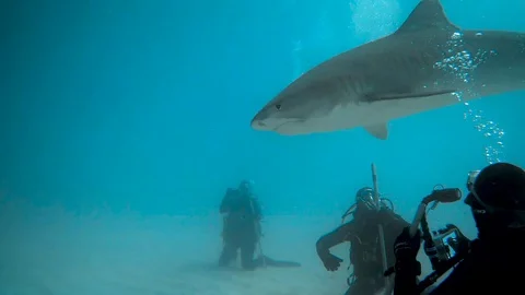 Tiger7 库存影片 129537739