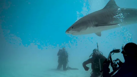 Tiger8 库存影片 129537375