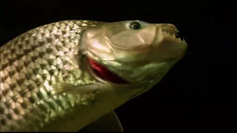 Tigerfish Hunting Underwater, Predatory Strike Behavior, 4K Stock Footage 337055245