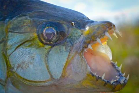 Tigerfish Stockfoto's