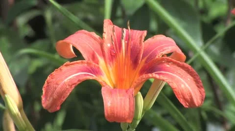 Tigerlilly native Stock Footage 8945239