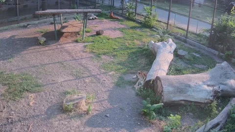 Tigers are chilling in the cage Stock Footage 157587659