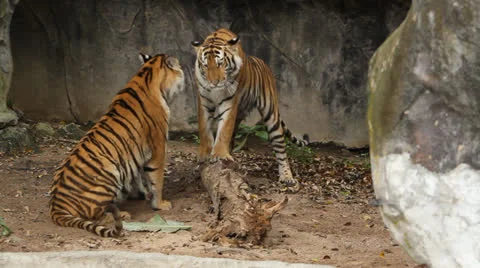 Tigers are fighting2 Stock Footage 25844142