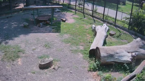 Tigers are found a shadow and fall asleep there Stock Footage 157967921