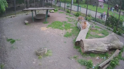 Tigers are playing wuth eqch other on the tree Stock Footage 155287949