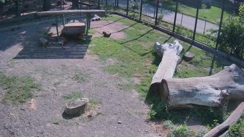 Tigers are reasing under the swing Stock Footage 157967927