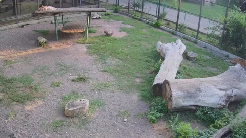 Tigers are resting in an aviary after a long hot day. Stock Footage 159062277
