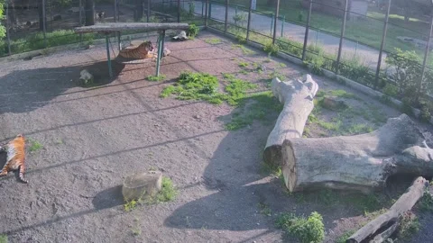 Tigers are resting in a cage Stock Footage 154589393