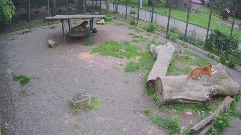 Tigers are resting on the cage Stock Footage 155287953