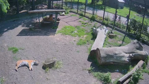 Tigers are resting on the sun on the cage Stock Footage 155287939