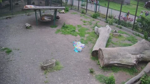 Tigers are resting on a swing after playing in a cage Stock Footage 154944053